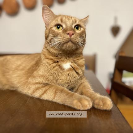 Photo 1/1 Squinabol Chat lost in Sannois