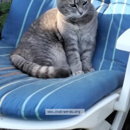 Foto van vermiste kat in Thimeon