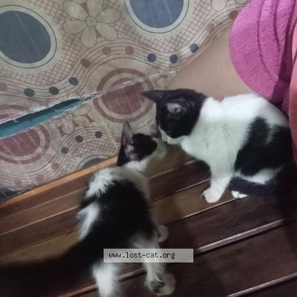 Photo 1/1 panda yuki Chat lost in Phase1 bagong silangcaloocancity