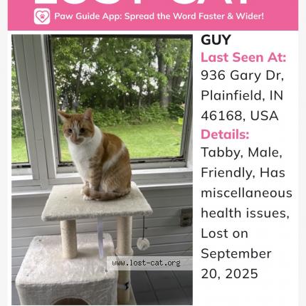 Photo 1/1 Guy or stinky Chat lost in Plainfield