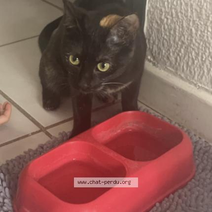 Photo 1/1 Nouilla Chat lost in Castries