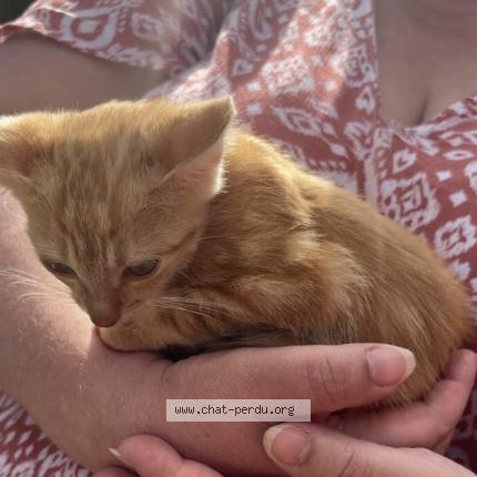 Photo 1/1 O&rsquo;malley Chat lost in Chamigny