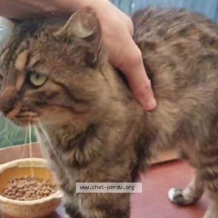 Photo 1/3 Found cat Found in Val d anast