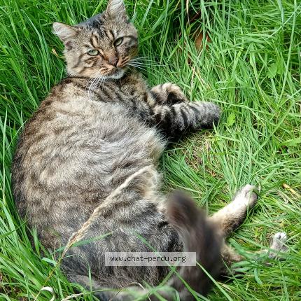 Photo 2/3 Found cat Found in Val d anast