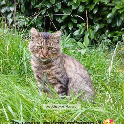 Photo 3/3 Found cat Found in Val d anast