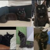 Picture of cat lost at Gentilly