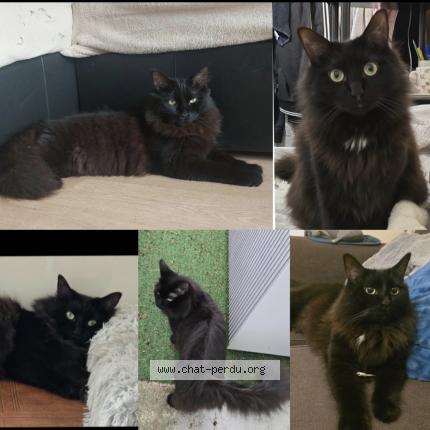 Photo 1/1 Scrat Chat lost in Gentilly