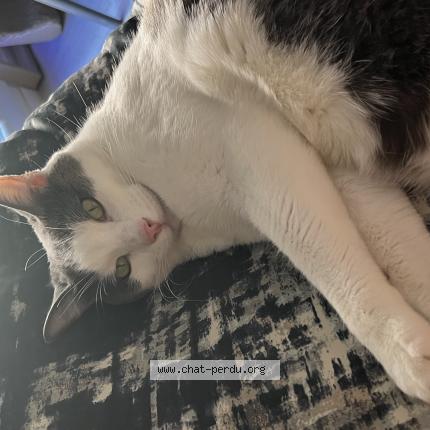 Photo 1/1 SHERLOCK Chat lost in Lyon