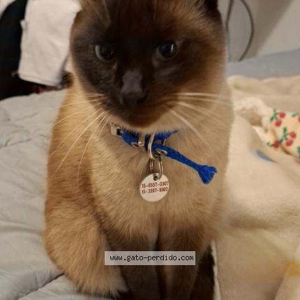 Photo 1/1 Momo Chat lost in Caba