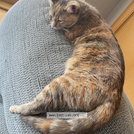 Photo 1/1 Reunited cat Lost in Racine