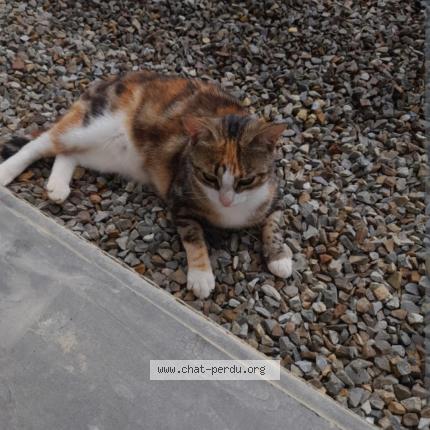 Photo 1/1 Bella Chat lost in Montreuil le gast