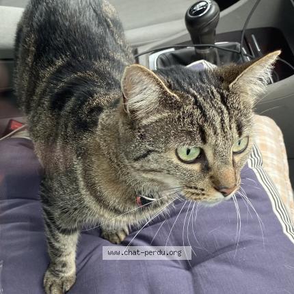 Photo 1/1 Titoune Chat lost in Saint andre des eaux