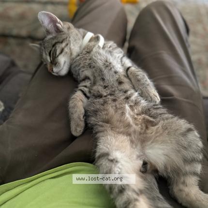 Photo 1/1 Figaro Chat lost in Richland