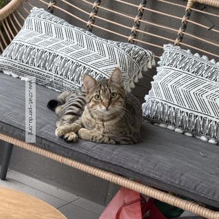 Photo 1/1 SIMBA Chat lost in Domene