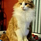 Picture of cat lost at La Cabanasse