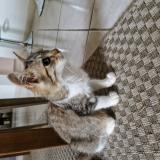 Picture of cat found at Saucats