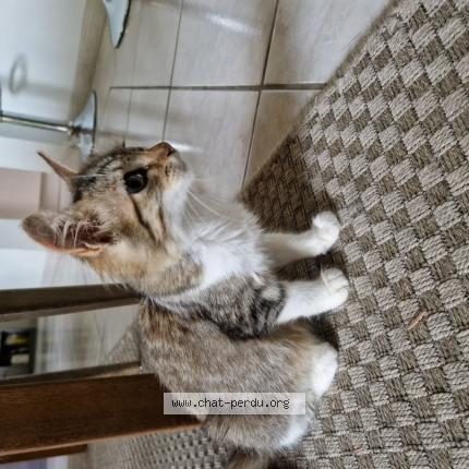 Photo 1/1 Found cat Found in Saucats