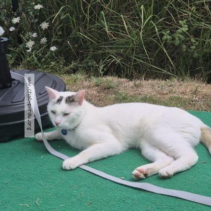 Photo 1/1 Ugue Chat lost in Medis