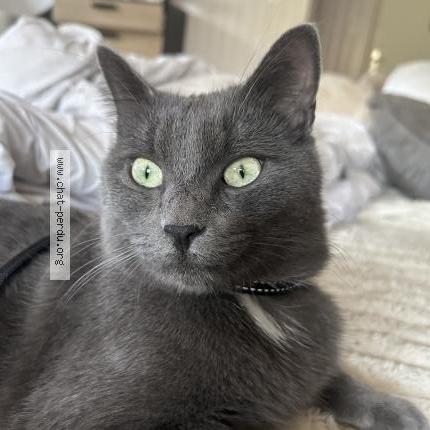 Photo 1/1 Blacky Chat lost in Saint cergues