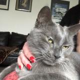 Picture of cat lost at Tourcoing