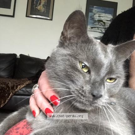 Photo 1/1 Yoko Chat lost in Tourcoing