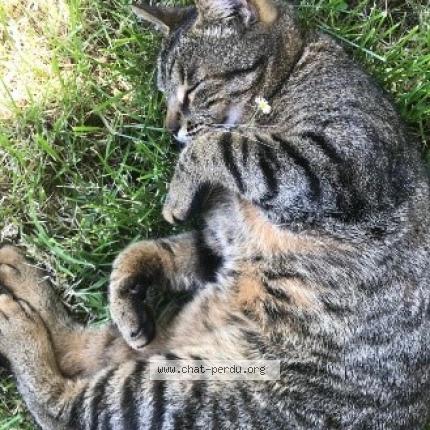 Photo 1/1 Orville Chat lost in La rochelle