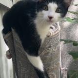 Picture of cat lost at Toulouse