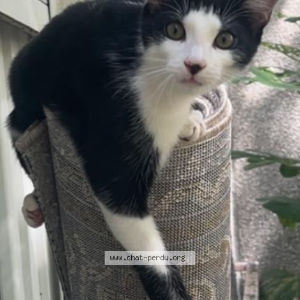 Photo 1/1 Asics Chat lost in Toulouse