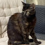 Picture of cat lost at Juvignac