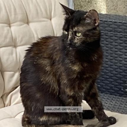 Photo 1/1 Isis Chat lost in Juvignac