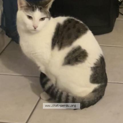 Photo 1/1 Ma fille Chat lost in Savigny le temple