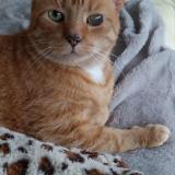 Picture of cat lost at Roubaix