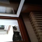 Picture of cat found at Toulouse