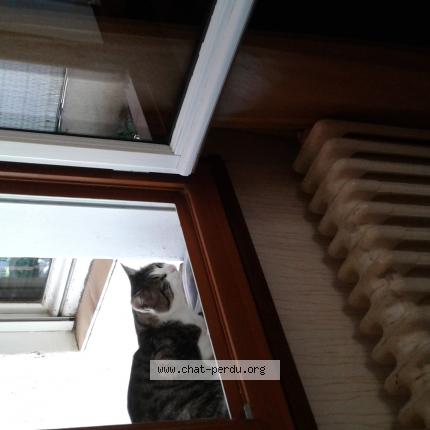 Photo 1/1 Found cat Found in Toulouse