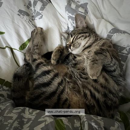 Photo 1/1 Arthur appel&eacute; Tutur Chat lost in Lausanne