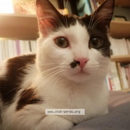 Photo 1/1 Cl&eacute;o Chat lost in 44000 nantes