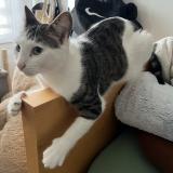 Picture of cat lost at Meyrin