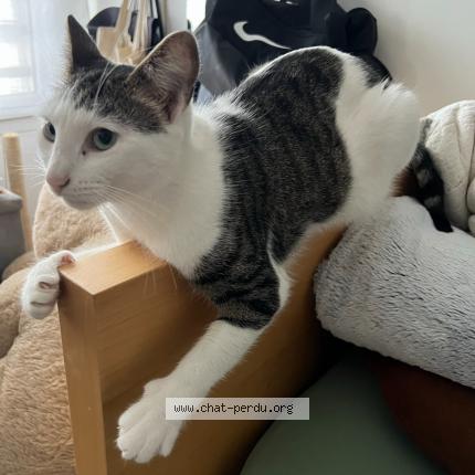 Photo 1/1 Neko Chat lost in Meyrin