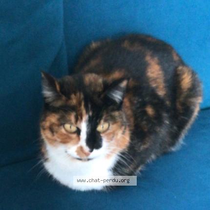 Photo 1/1 Olive Chat lost in Concarneau