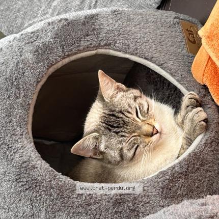 Photo 1/1 Romance Chat lost in Plenee jugon