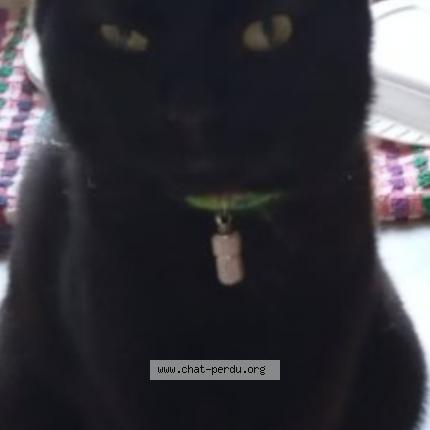 Photo 1/1 Billy Chat lost in Niort