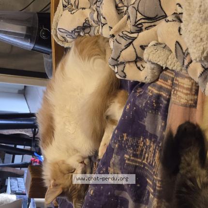 Photo 1/1 Rebelle Chat lost in Hermival les vaux