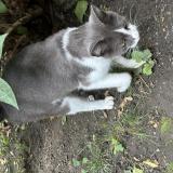 Picture of cat found at La Madeleine