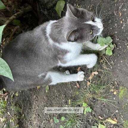 Photo 1/1 Found cat Found in La madeleine