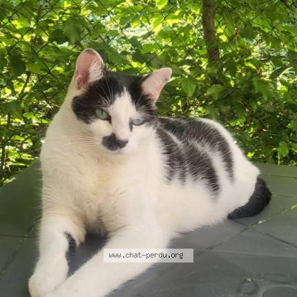 Photo 1/1 Maykup Chat lost in Lavergne