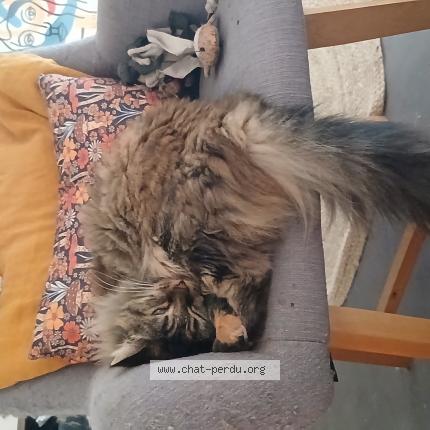 Photo 1/1 Nini Chat lost in 44100 nantes