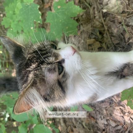 Photo 1/1 yamaha Chat lost in Mancelona