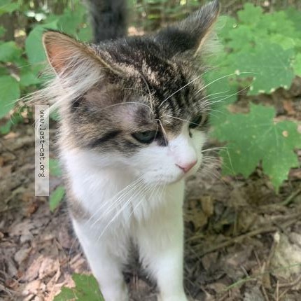 Photo 1/1 yamaha Cat lost in Mancelona