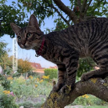 Photo 1/1 Singa Chat lost in Laigneville