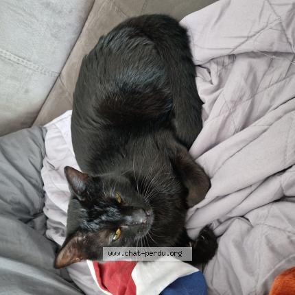 Photo 1/1 Found cat Found in Gap